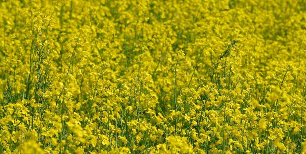 Ein Feld voller blühendem Raps im Sonnenschein.