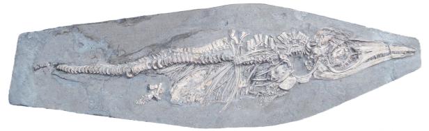 Letzte Mahlzeit vor 200 Millionen Jahren: Tintenfisch