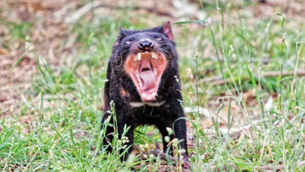 Der Tasmanische Teufel kämpft ums Überleben