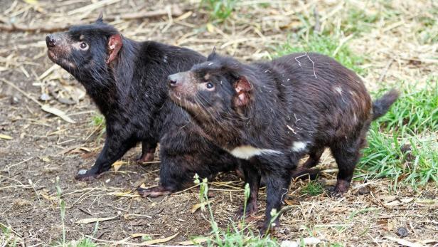 Der Tasmanische Teufel kämpft ums Überleben
