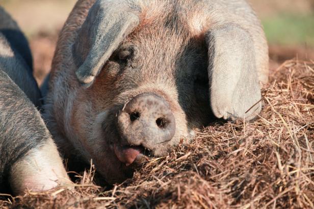 Armes Schwein: Kritik am Supermarkt-Angebot