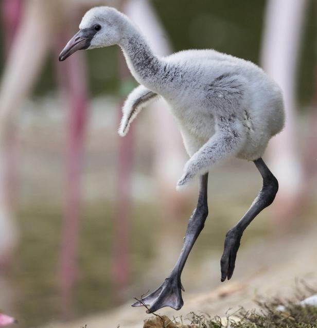 Später Nachwuchs für die Flamingos in Schönbrunn