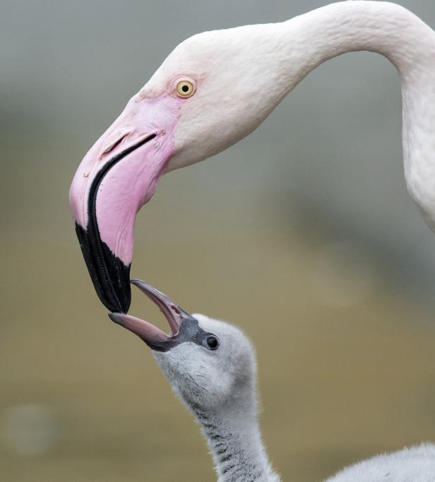 Später Nachwuchs für die Flamingos in Schönbrunn