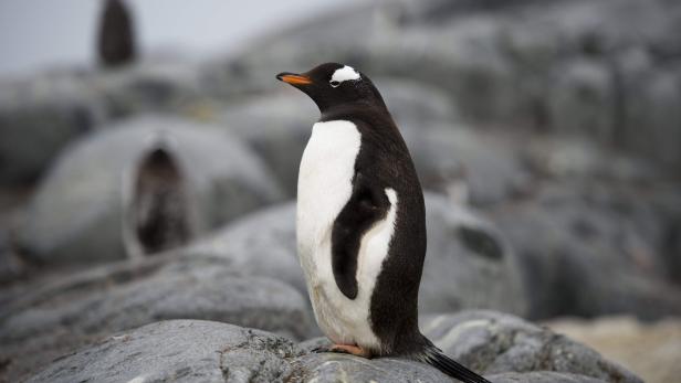 Tausende Pinguin-Küken in der Antarktis verhungert