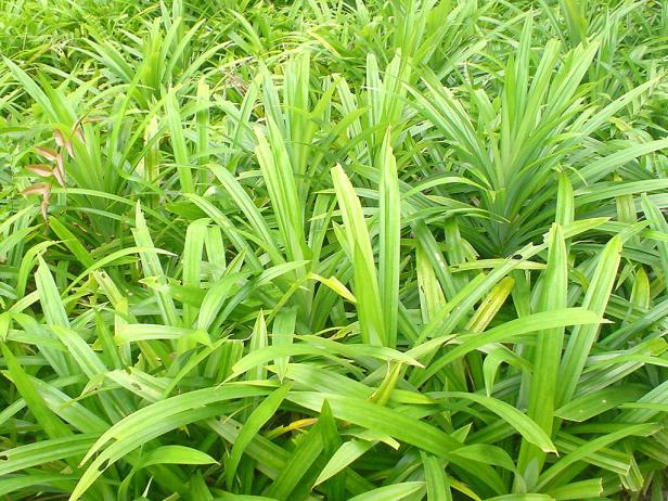 Cc by dekoelie, pandan.JPG