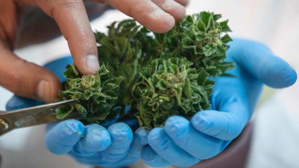 Cannabis-Medizin: "Patienten in Illegalität gedrängt"