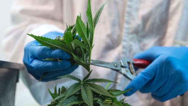 Cannabis-Medizin: "Patienten in Illegalität gedrängt"