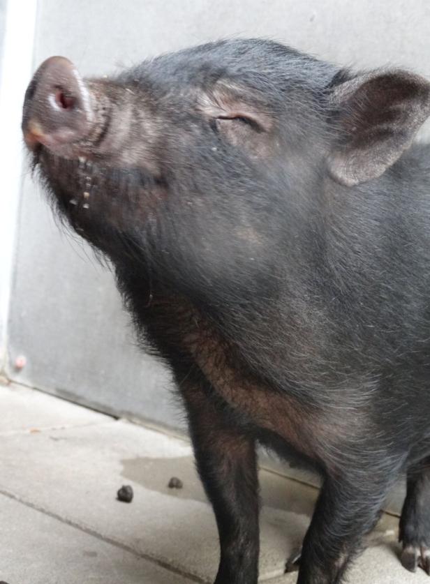 Wien: Mini-Schwein in Holzkiste ausgesetzt