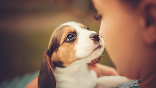 Menschen lieben Hunde mehr als Mitmenschen