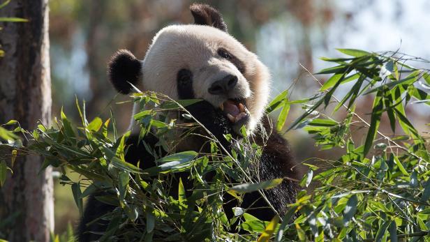 Im Zoo von Peking: Melania Trump trifft Pandas