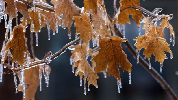 Eiszapfen hängen an braunen Blättern an einem Ast.