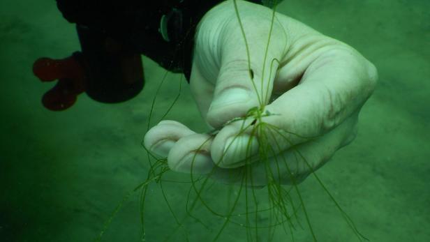 Alge könnte für Badeverbote an heimischen Seen sorgen