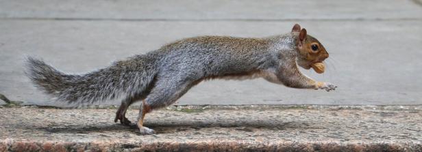 Großbritannien: Rotes gegen graues Eichhörnchen