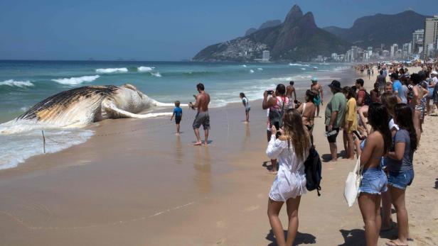 30-Tonnen-Wal am Strand in Rio de Janeiro angespült