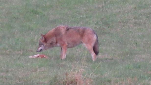 "Problemwolf" ließ sich nicht einmal mit Heugabeln verjagen