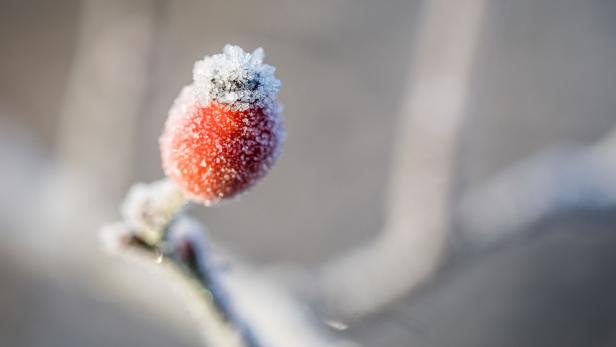 Hagebutte im Frostmantel