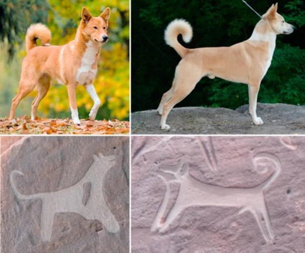 Hunde gingen schon vor 9000 Jahren an der Leine