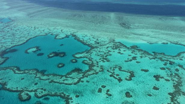 Forscher transplantieren Korallen im Great Barrier Reef