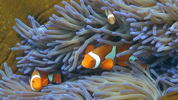Forscher transplantieren Korallen im Great Barrier Reef
