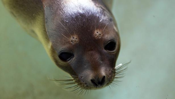 Heuler: Verlassenes Tierbaby