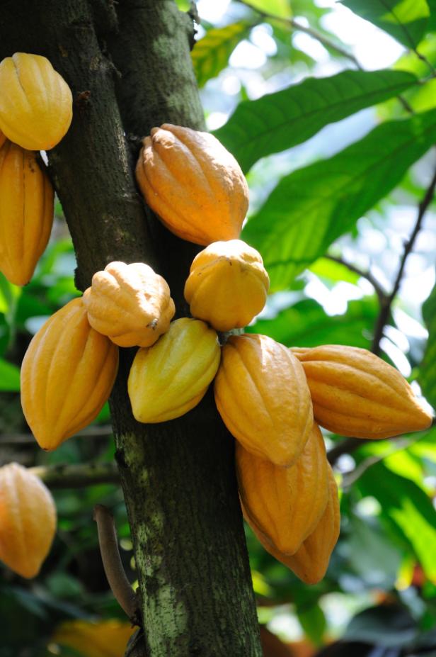 Kakaobauern essen zum 1. Mal Schokolade