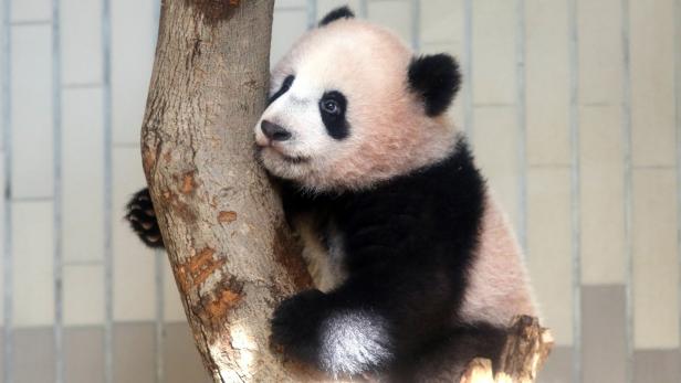 Japan: Panda-Baby vor erstem Auftritt
