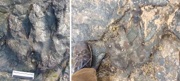Australien: Vandalen zerschlugen Dinosaurier-Fußabdruck