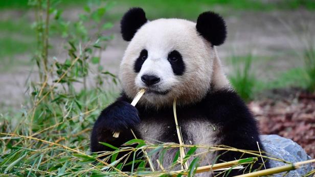 Warum geht dieser Panda rückwärts? Rätsel gelöst