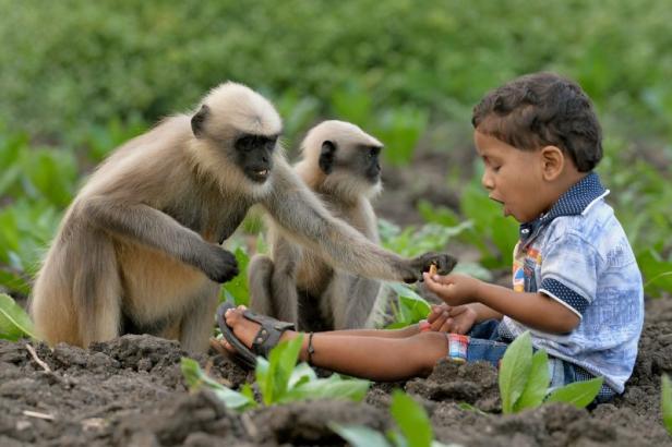 Indien: Bub schließt enge Freundschaft mit Affen