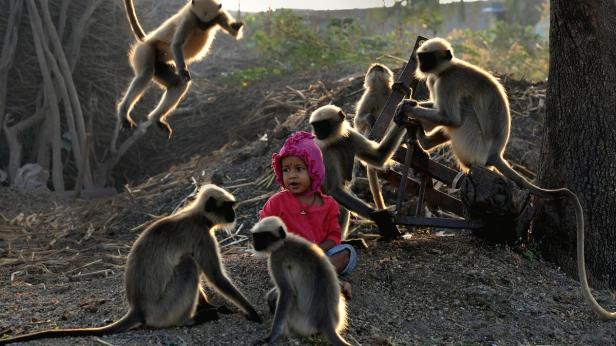 Bub sorgt mit Affenfreundschaft für Aufsehen