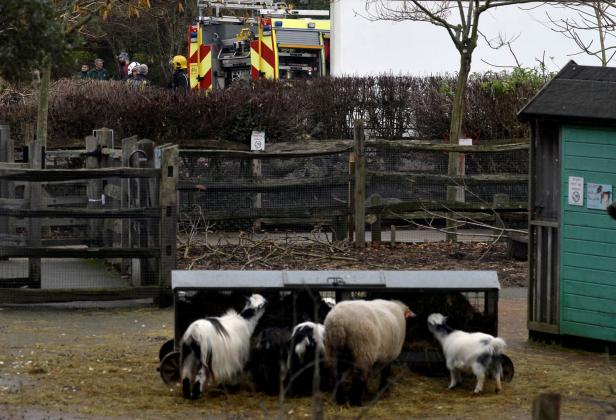 Feuer in Londoner Zoo ausgebrochen