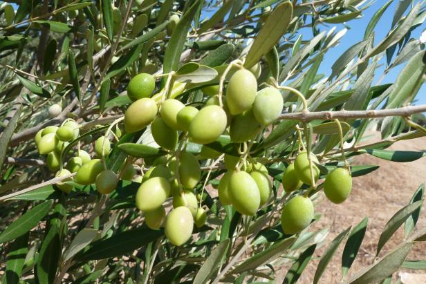 Griechisches Olivenöl für den guten Zweck