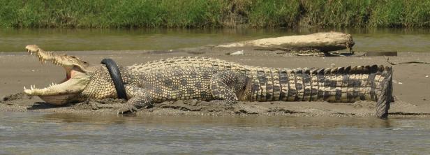 Krokodil mit Reifen um Hals soll gerettet werden