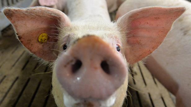 Schweinepest: Darf ich noch Würstel essen?