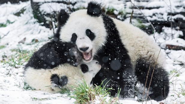 Schönbrunn: Junge Panda-Zwillinge tollen im Schnee