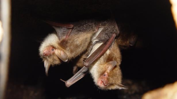 So überwintern Tiere in der Au