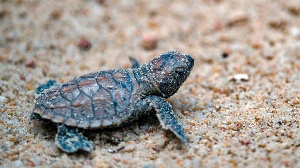 Video: Bedrohte Schildkröten schlüpfen in Singapur