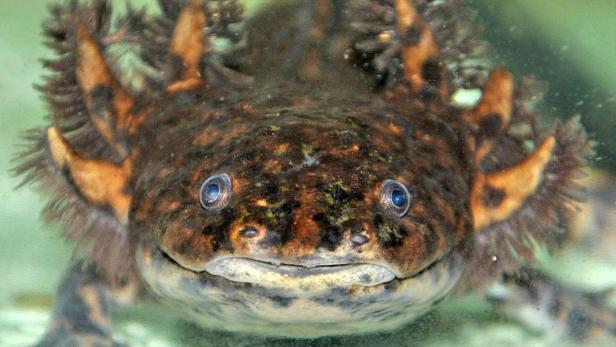 Forscher lüften Gen-Geheimnis des Axolotl