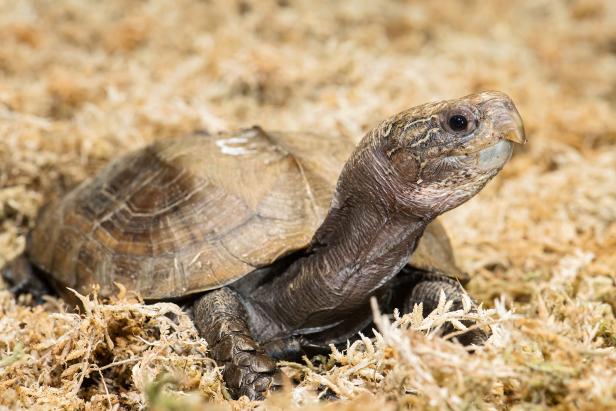 Schönbrunn: Geschmuggelte Schildkröten sind "Zootier des Jahres"
