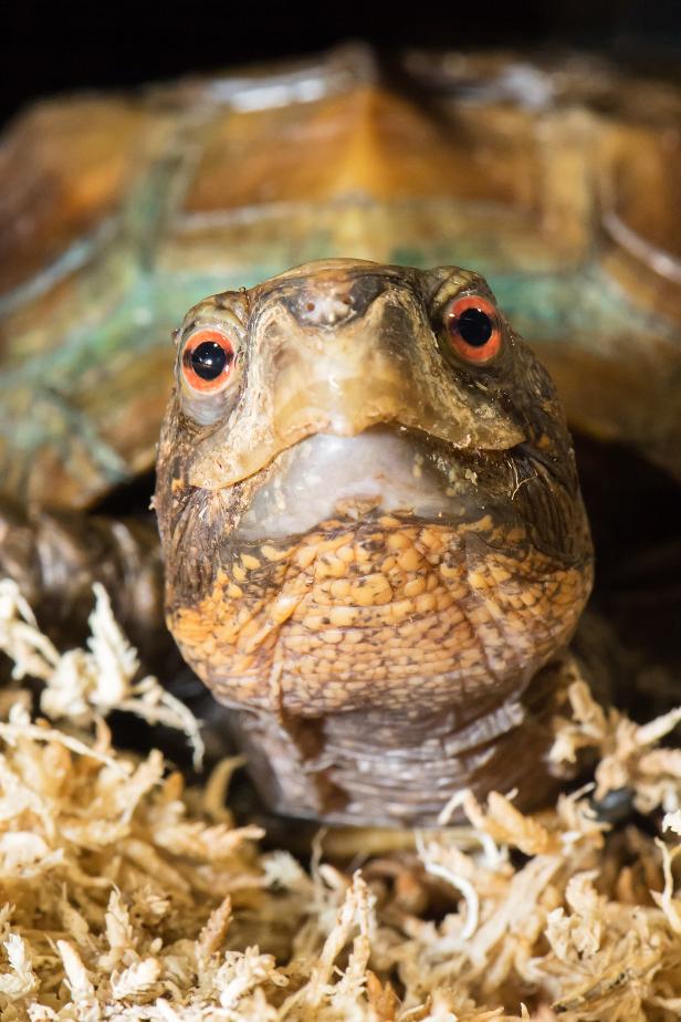 Schönbrunn: Geschmuggelte Schildkröten sind "Zootier des Jahres"
