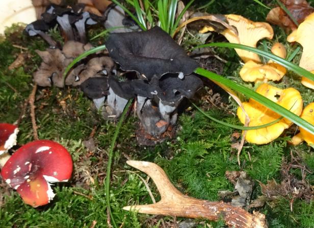 Schwammerlaltar 2014 bunte Mischung.jpg Verschiedene Pilze, darunter Pfifferlinge und eine Fliegenpilz, wachsen im Moos.
