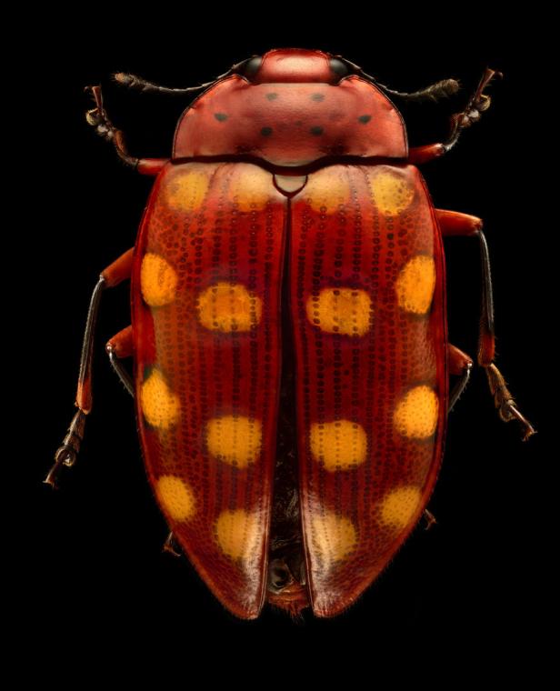 Zum Staunen: So schön sind hässliche Käfer