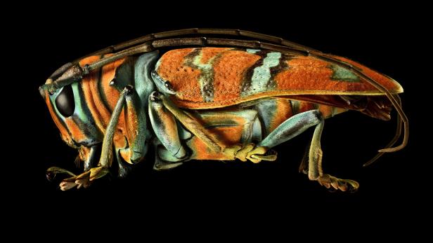Zum Staunen: So schön sind hässliche Käfer