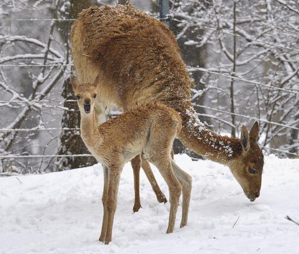 Tiergarten Schönbrunn: Neugeborenes Vikunja erkundet den Schnee