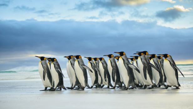 Es ist zu laut im Meer: Pinguine müssen zum Hörtest