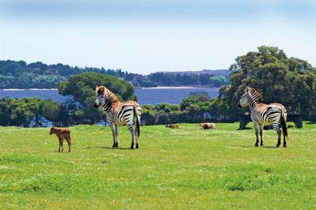 Zwei Zebras und ein Kalb stehen auf einer grünen Wiese mit Kühen im Hintergrund.