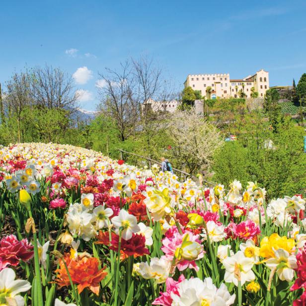 Ein Feld mit bunten Narzissen vor einem Schloss auf einem Hügel.