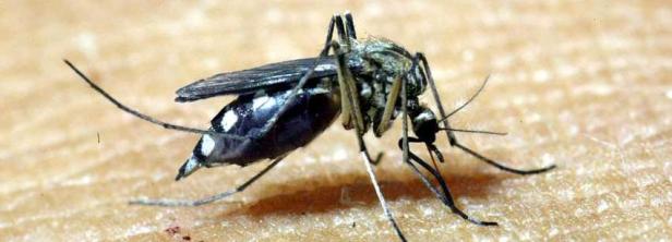 Eine Mücke sitzt auf einer menschlichen Haut.