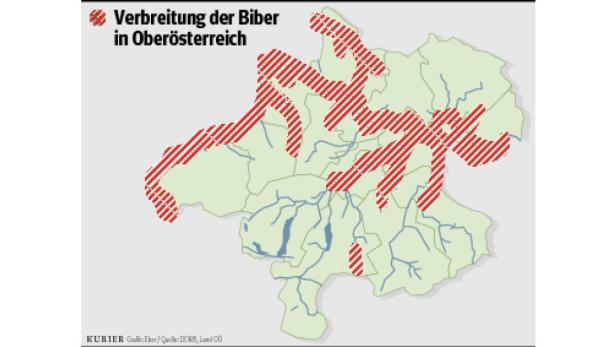 500 Biber plantschen im Land