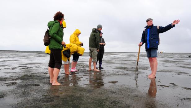 Eine Gruppe von Wattwanderern unter der Führung eines Mannes mit Gabel in den Händen.